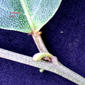 Croton pachypodus Leaf gland_rolando perez.jpg