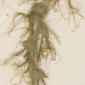 K000716401 a.macrostachya 2042  wurdack amazonas inflor zoom 2.jpg