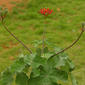 jatropha podagrica 04 jmpg.jpg